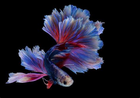 where to find betta fish|6 Countries and Regions You Can Find Betta Fish in the Wild.